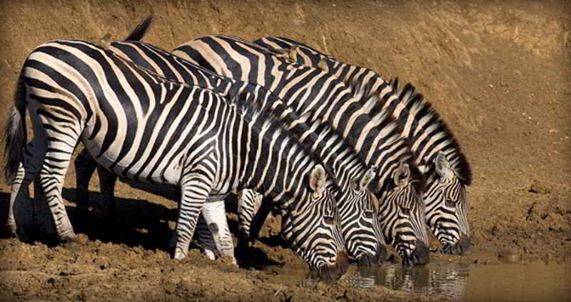 Black Rhino Game Lodge Ruighoek Mine Buitenkant foto