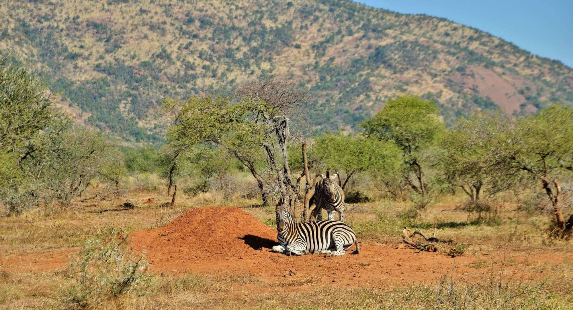 Black Rhino Game Lodge Ruighoek Mine Buitenkant foto